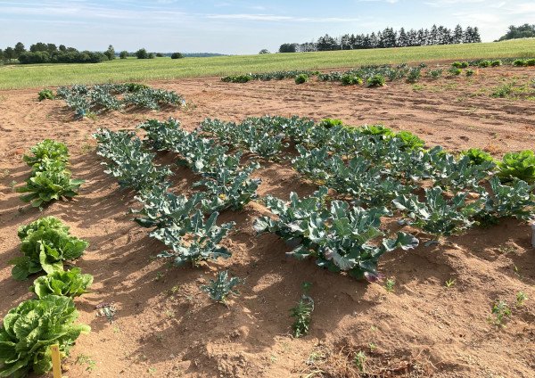 cultures poussant dans le champ