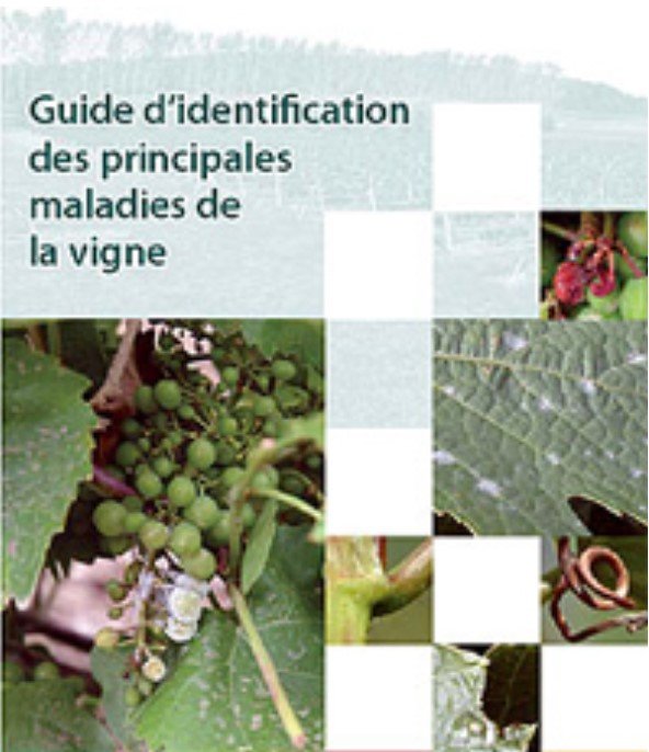 Guide d&rsquo;identification des principales maladies de la vigne